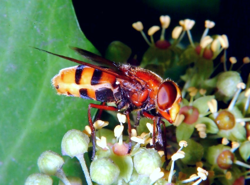 Insetti in volo libero e bombo rosso